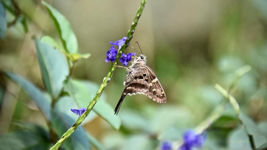 Long-tailed Skipper on Blue Porter Weed Photograph by Carol Bradley