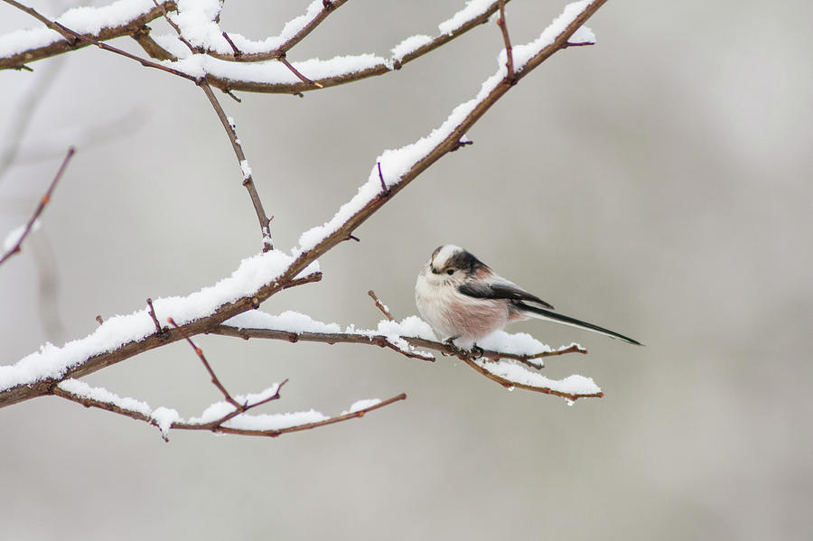 Long-tailed tit in winter Photograph by Mircea Costina Photography