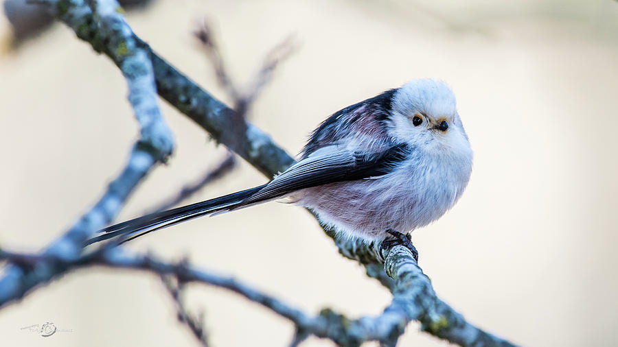 Long Tailed Tit perching on a twig Photograph by Torbjorn Swenelius