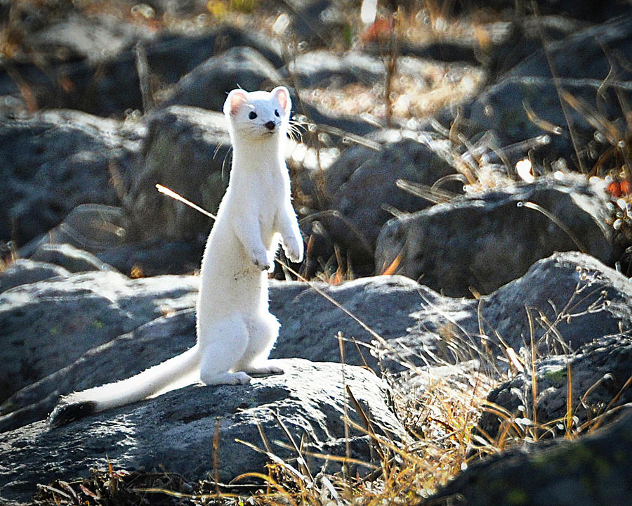 Long tailed Weasel Photograph by Gene Bollig