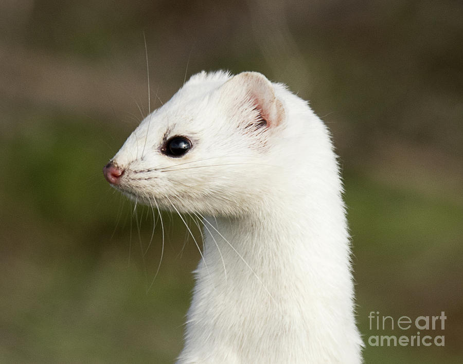Long Tailed Weasel Up Close Photograph by Dennis Hammer