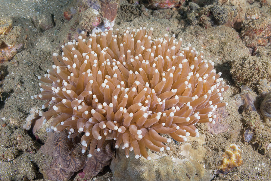 Long Tentacle Plate Coral Photograph by Andrew Martinez