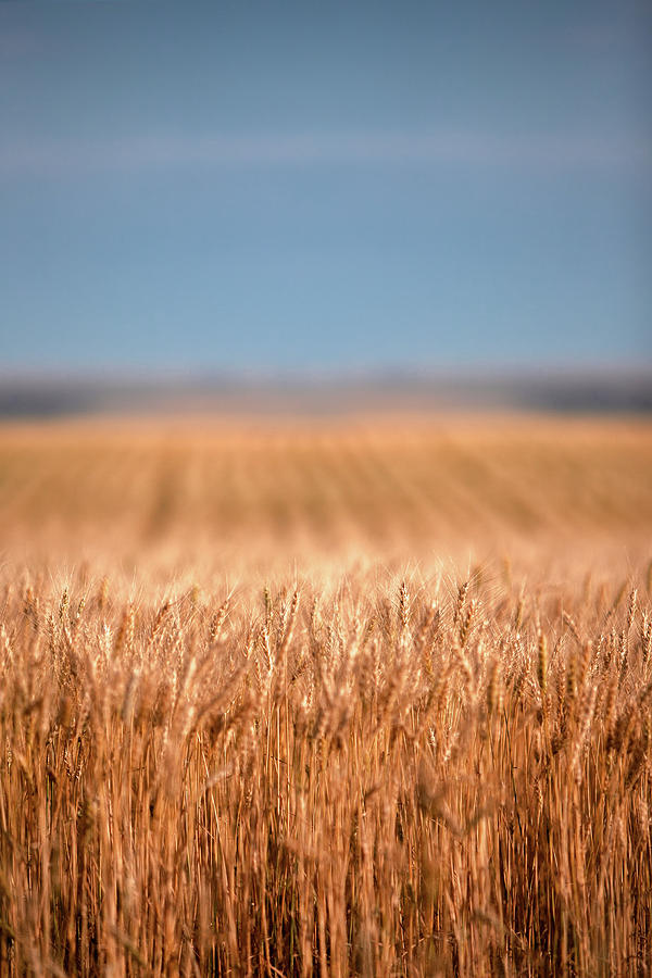 Long Wheat Photograph by Todd Klassy