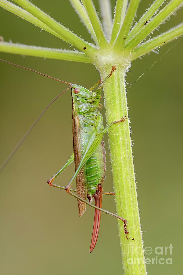 Long-winged Conehead Photograph by Heath Mcdonald/science Photo Library