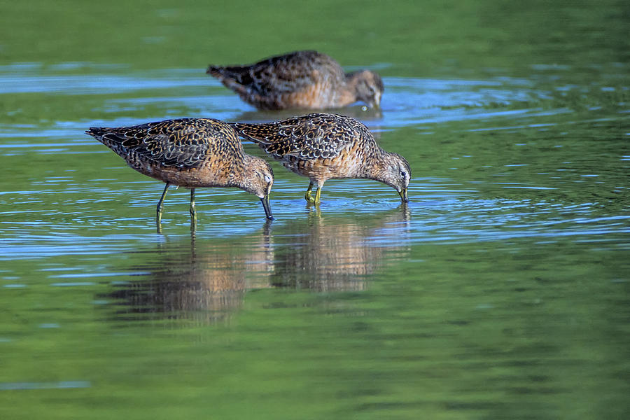 Longbilled Dowitchers 7694-042119 Photograph by Tam Ryan