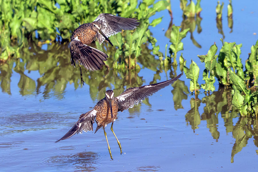 Longbilled Dowitchers 7707-042119 Photograph by Tam Ryan