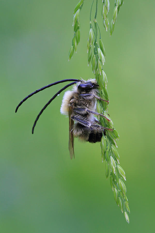 Bee Photograph - Longhorn Bee by Giorgio Perbellini Bee Photograph - Longhorn Bee by Giorgio Perbellini