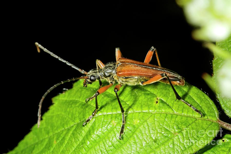 Longhorn Beetle Photograph by Dr Keith Wheeler/science Photo Library