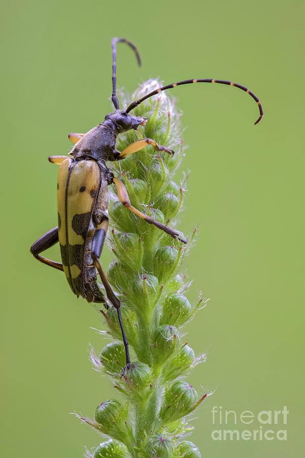 Longhorn Beetle Photograph by Heath Mcdonald/science Photo Library