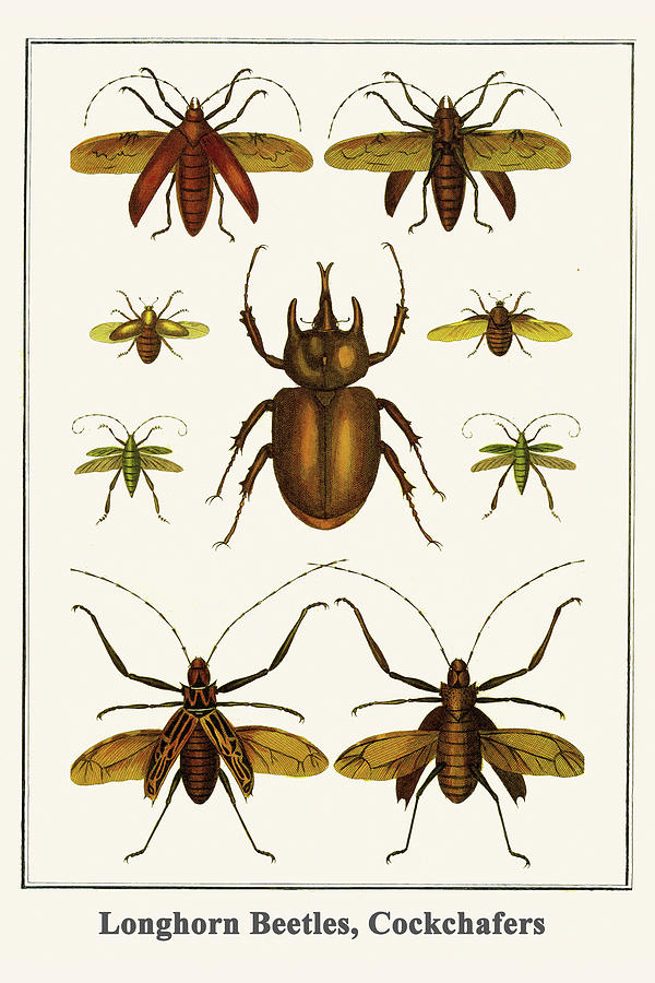 Longhorn Beetles, Cockchafers Painting By Albertus Seba - Fine Art America