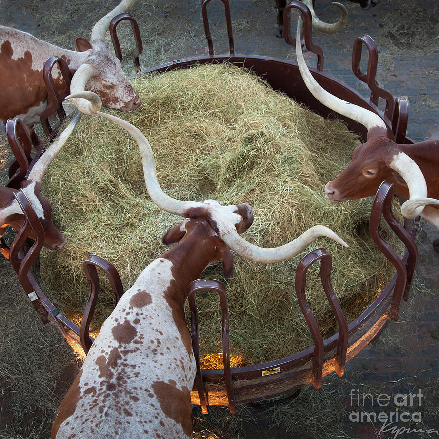 Longhorn cattle at the round feeder, ft. worth historic stockyards, texas, USA Photograph by Greg Kopriva