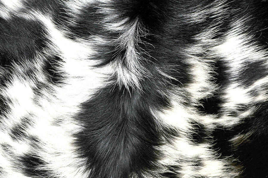 Longhorn Cattle Fur Hair Designs Photograph by David Kozlowski