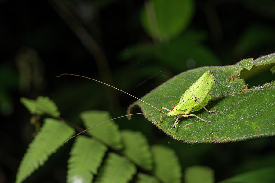 Longhorn Grasshopper Mt Kinabalu, Sabah, Borneo. See Photograph by ...