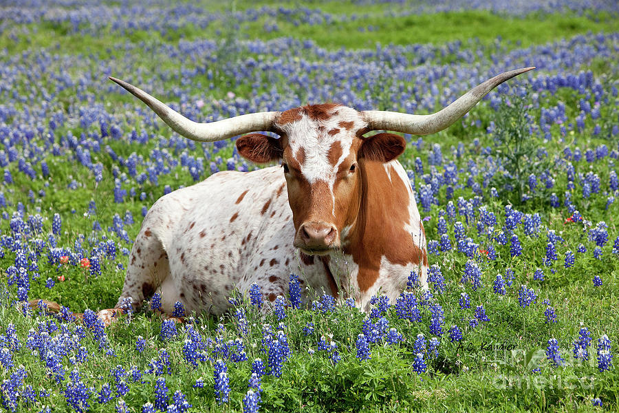 Nature Photograph - Longhorn in Bluebonnets by A C Kandler