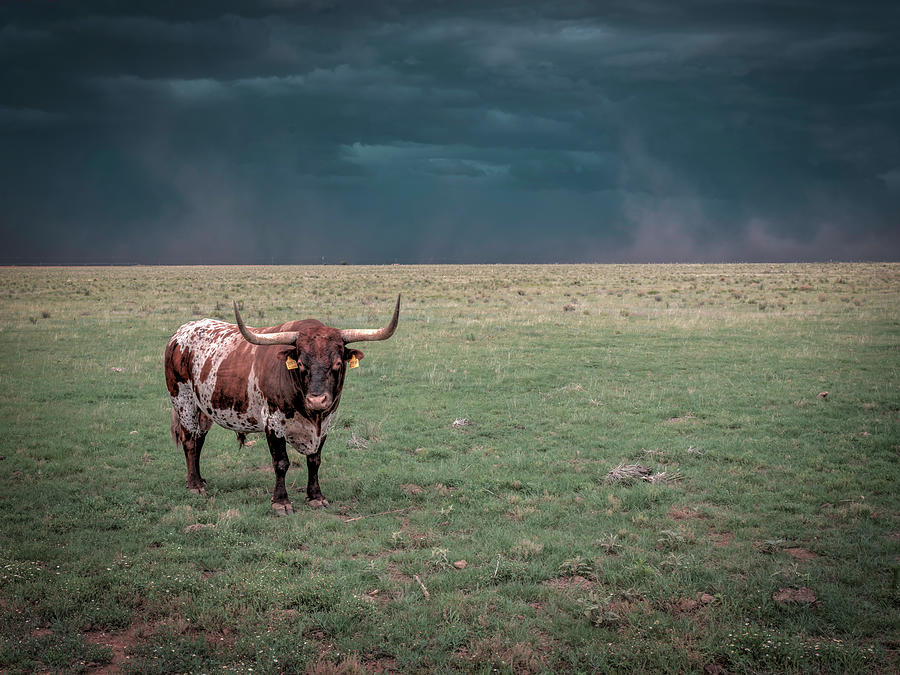 Longhorn in the Wind Photograph by Laura Hedien