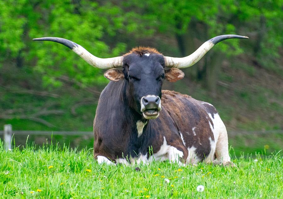Longhorn, Resting Photograph by Phil S Addis