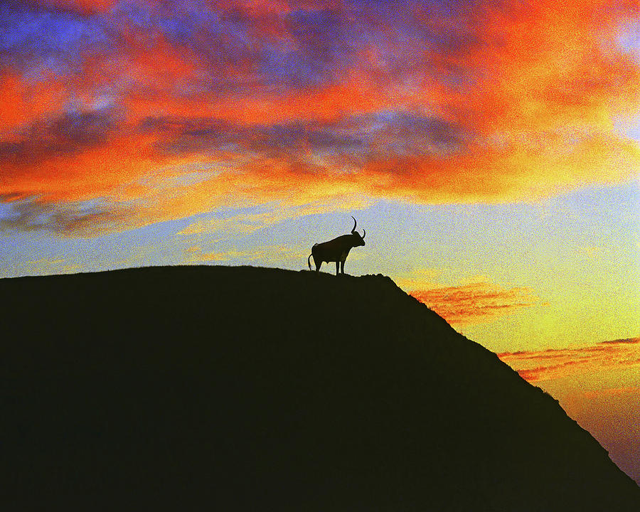 Longhorn Sky Photograph by Don Schimmel