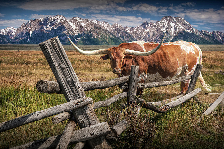 Longhorn Steer in a pasture by a Wood Log Fence in The Grand Tetons Photograph by Randall Nyhof