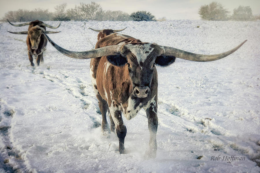 Nature Photograph - Longhorns in the Snow #1 by Linda Lee Hall