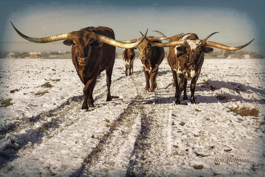 Winter Photograph - Longhorns in the Snow #2 by Linda Lee Hall