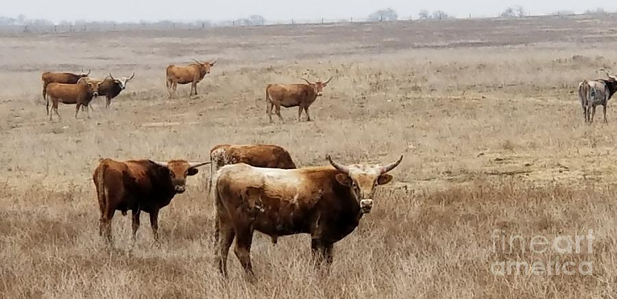 Longhorns of Texas Photograph by Deb Arndt