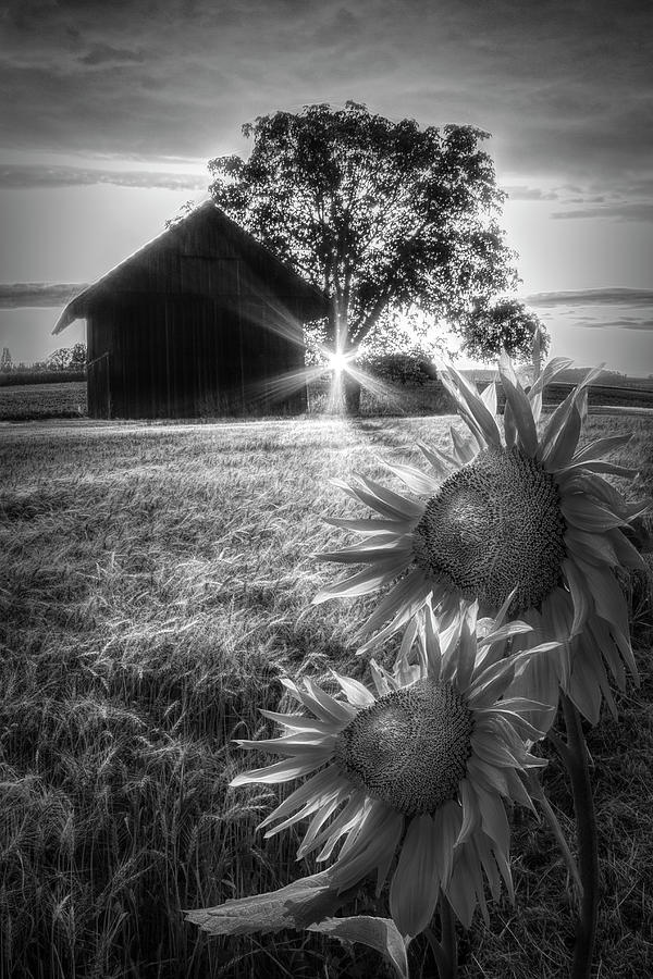 Longing in Black and White  Photograph by Debra and Dave Vanderlaan