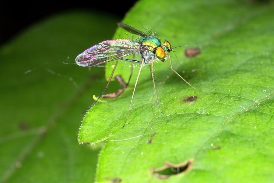 Longlegged Fly Condylostylus by Rick Veldman Longlegged Fly Condylostylus by Rick Veldman