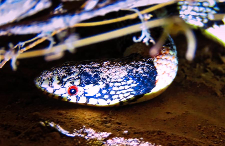 Longnosed Snake Portrait Photograph by Judy Kennedy
