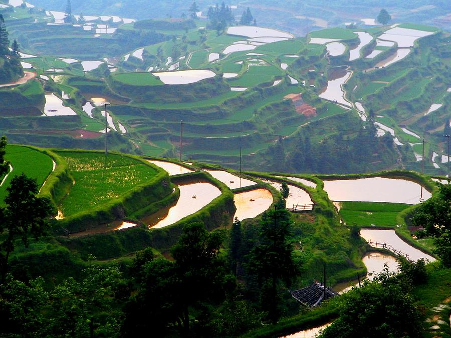 Longsheng Longji Rice Terraces Photograph by Taken By Chris Shinn