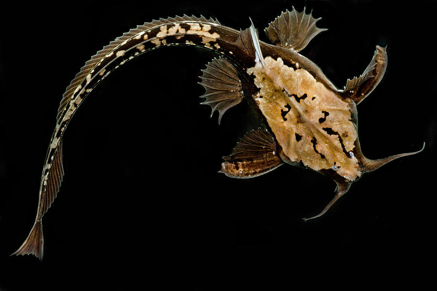 Longtail Banjo Catfish Photograph by Dante Fenolio
