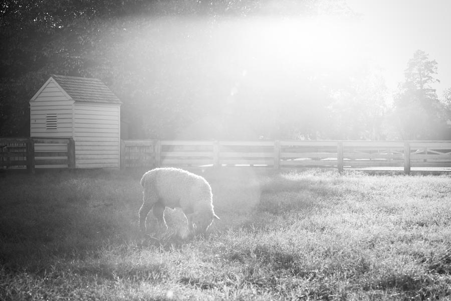 Sheep in Light Black and White Photograph by Rachel Morrison