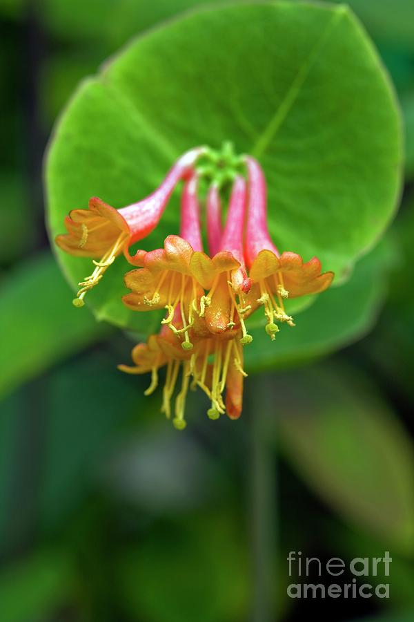 Summer Photograph - Lonicera Periclymenum sweet Sue by Dr Keith Wheeler/science Photo Library