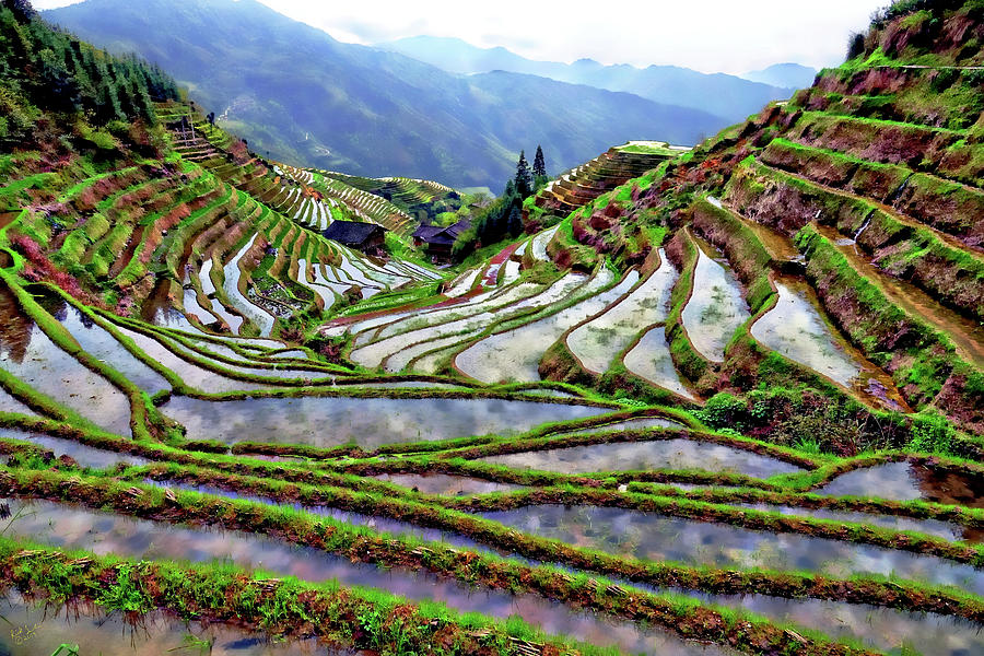 Lonji Rice Terraces Photograph by Rick Lawler | Fine Art America