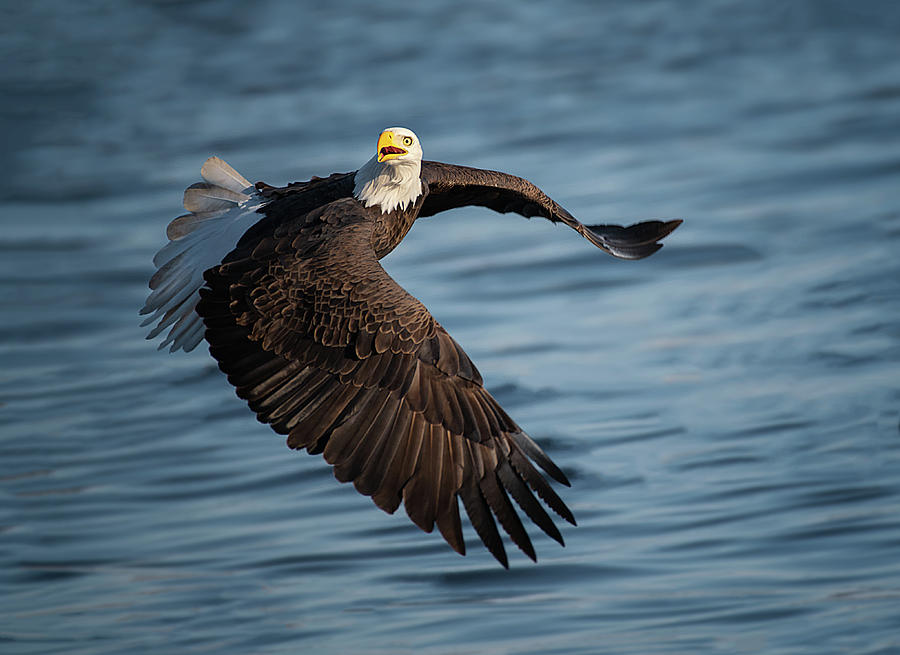 Eagle Photograph - Look At Me by Leah Xu
