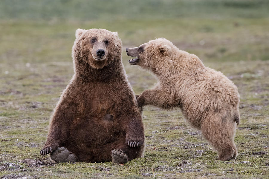 Bear Photograph - Look At Me, Mom! by Chao Feng ??