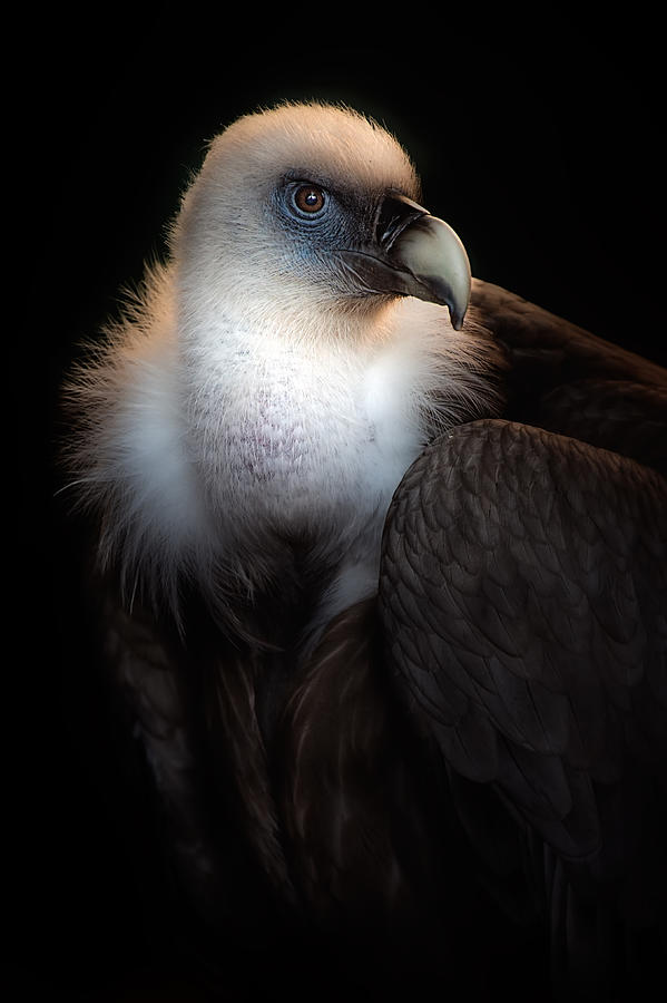 Vulture Photograph - Look At My Eyes by Santiago Pascual Buye