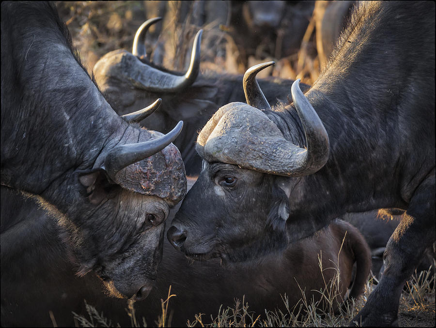 Buffalo Photograph - Look Into My Eyes by Andre Victor