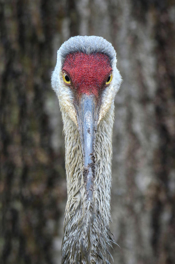 Look Into My Eyes Photograph by Brook Burling