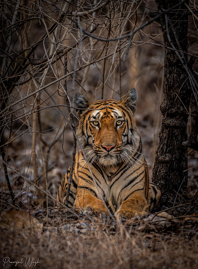 Tiger Photograph - Look Into My Eyes by Pranjal Wagh