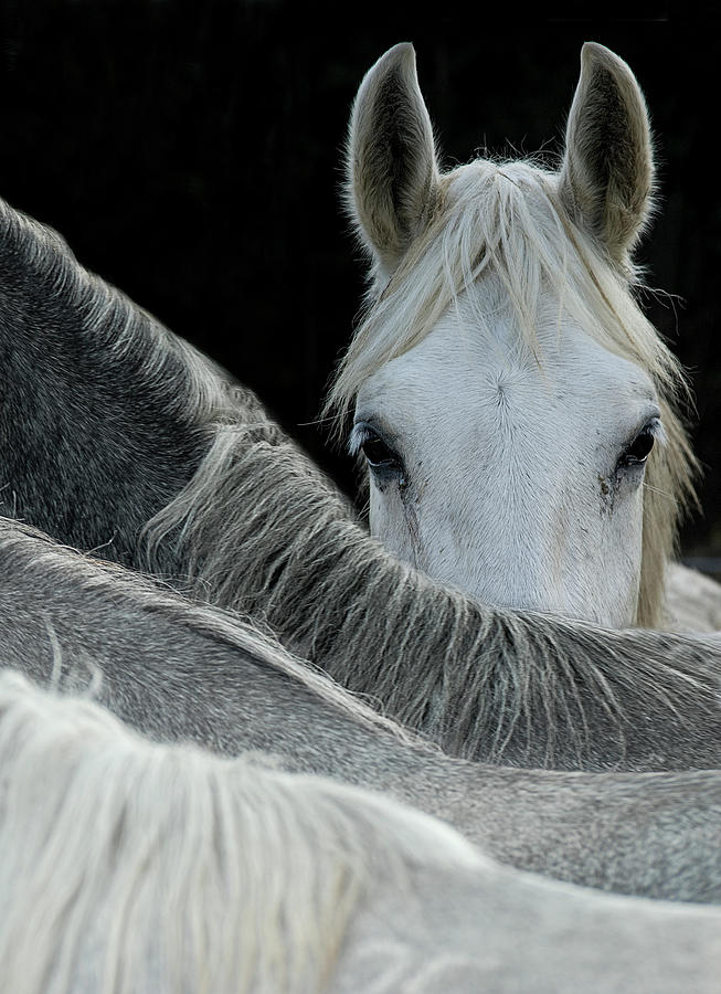 Horse Photograph - Look by Milan Malovrh