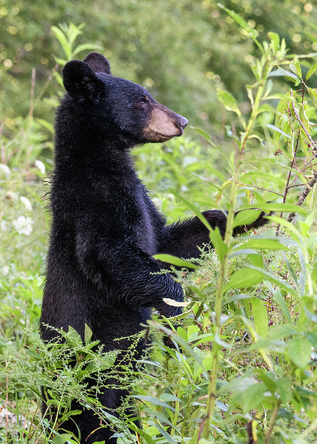 Look Out Bear Photograph by Marcy Wielfaert