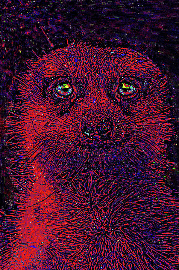 Meerkat Digital Art - Look out for predators. by Andy i Za