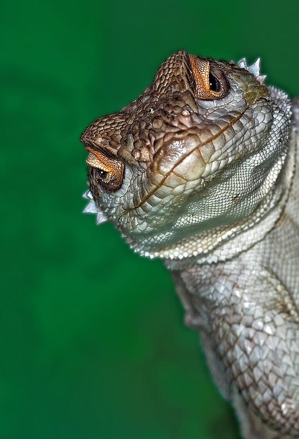 Look Reptile, Lizard Interested By Photograph by Pere Soler