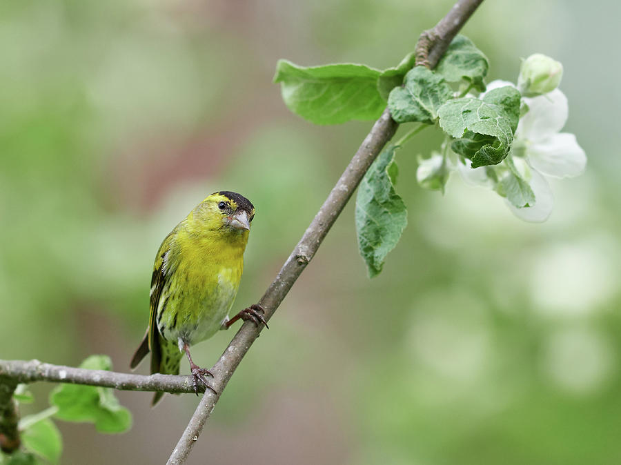 Look The Apple Is Getting Some Flowers. Eurasian Siskin Photograph