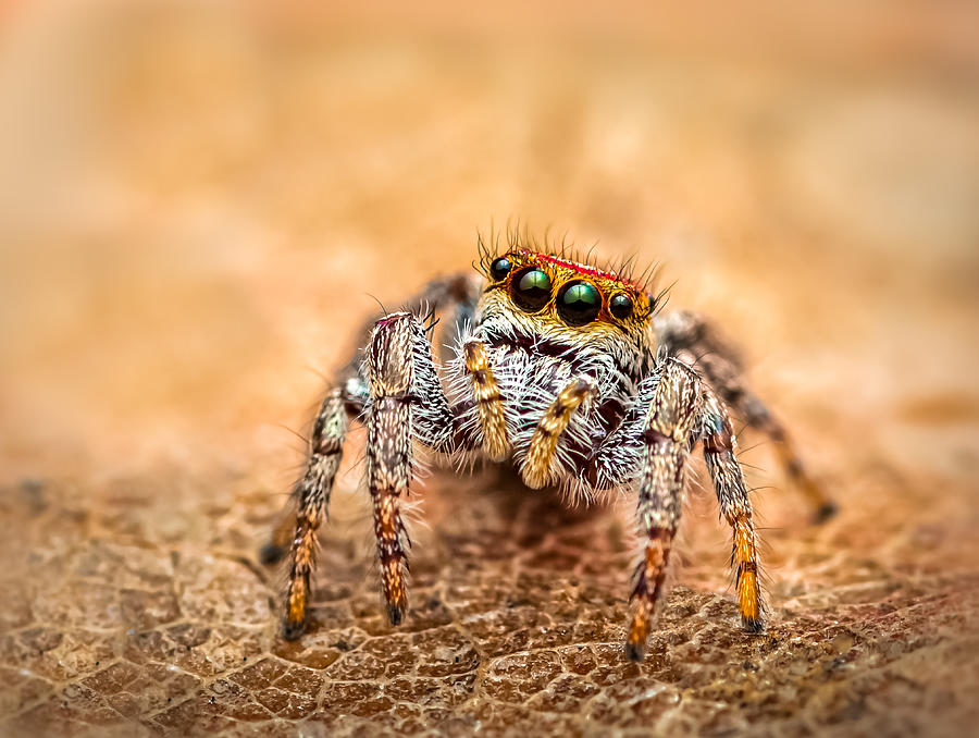 Spider Photograph - Look Up by Atul Saluja