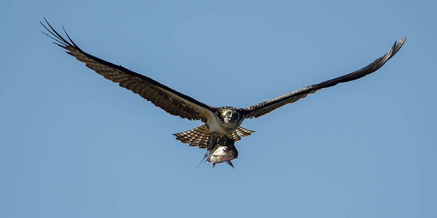 Osprey Photograph - Look What I Got! by Darlene Hewson