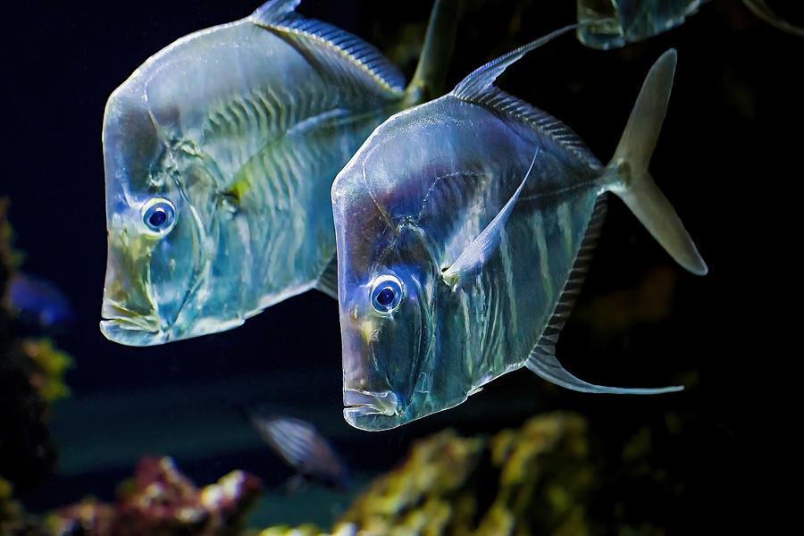Lookdown Fish Photograph by Olivier Schram Fine Art America