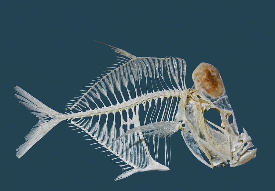 Lookdown Fish Skeleton Photograph by Millard H. Sharp