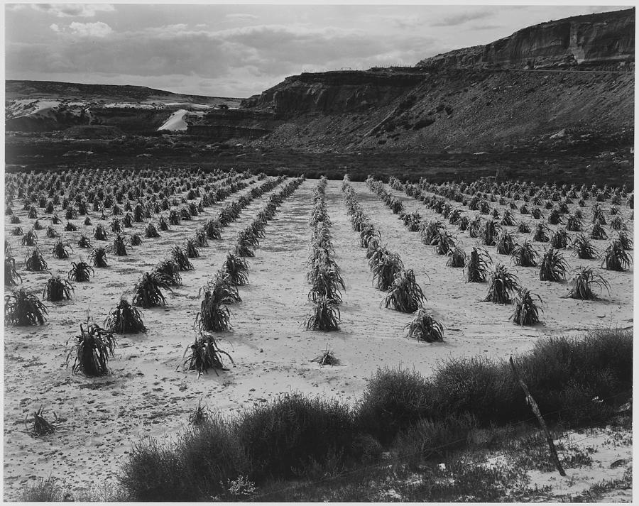Looking across rows of corn cliff in background Corn Field Indian Farm near Tuba City Arizona in Rain 1941. 1941 Painting by Ansel Adams