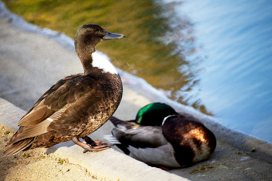 Looking Ahead by Maria Reverberi Looking Ahead by Maria Reverberi